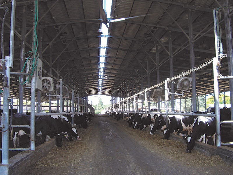 Green 2000 Ltd. is one of Israel's leading companies for agricultural turn-key projects, agro-supplies, vegetables seeds and know-how. Green 2000 Ltd.has over 20 years experience in agro projects world-wide as well as in their Israeli home base. Green 2000 ltd. offers professional turn-key agro management services, to fully designed, constructed & equipped working agricultural models.