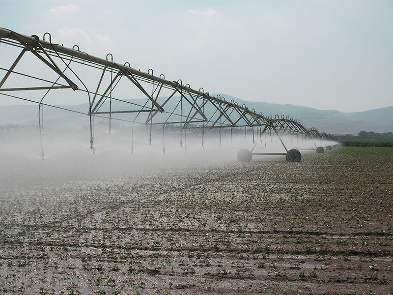 Green 2000 Ltd. is one of Israel's leading companies for agricultural turn-key projects, agro-supplies, vegetables seeds and know-how. Green 2000 Ltd.has over 20 years experience in agro projects world-wide as well as in their Israeli home base. Green 2000 ltd. offers professional turn-key agro management services, to fully designed, constructed & equipped working agricultural models.