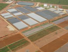 Green 2000 Ltd. is one of Israel's leading companies for agricultural turn-key projects, agro-supplies, vegetables seeds and know-how. Green 2000 Ltd.has over 20 years experience in agro projects world-wide as well as in their Israeli home base. Green 2000 ltd. offers professional turn-key agro management services, to fully designed, constructed & equipped working agricultural models.