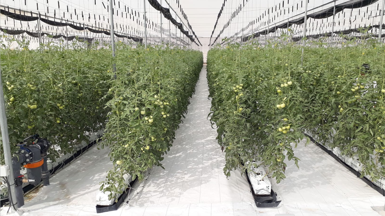Green 2000 Ltd. is one of Israel's leading companies for agricultural turn-key projects, agro-supplies, vegetables seeds and know-how. Green 2000 Ltd.has over 20 years experience in agro projects world-wide as well as in their Israeli home base. Green 2000 ltd. offers professional turn-key agro management services, to fully designed, constructed & equipped working agricultural models.