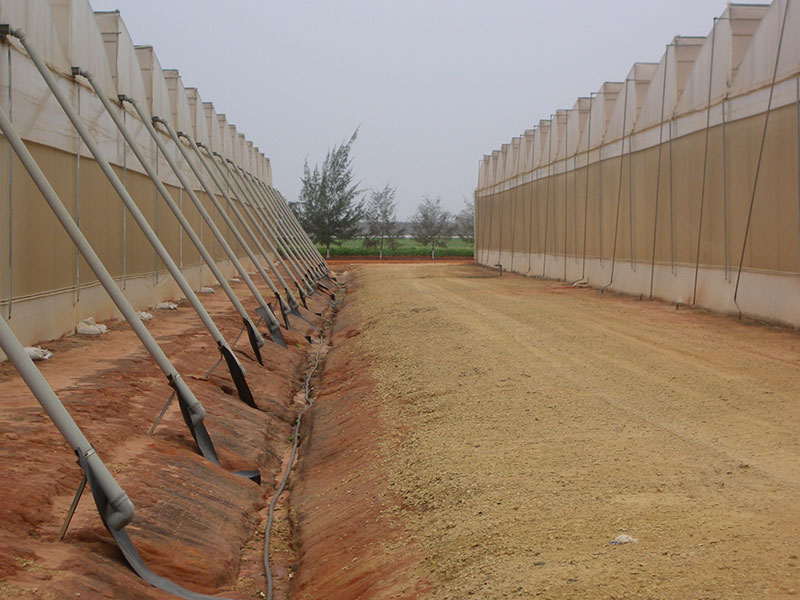 Green 2000 Ltd. is one of Israel's leading companies for agricultural turn-key projects, agro-supplies, vegetables seeds and know-how. Green 2000 Ltd.has over 20 years experience in agro projects world-wide as well as in their Israeli home base. Green 2000 ltd. offers professional turn-key agro management services, to fully designed, constructed & equipped working agricultural models.