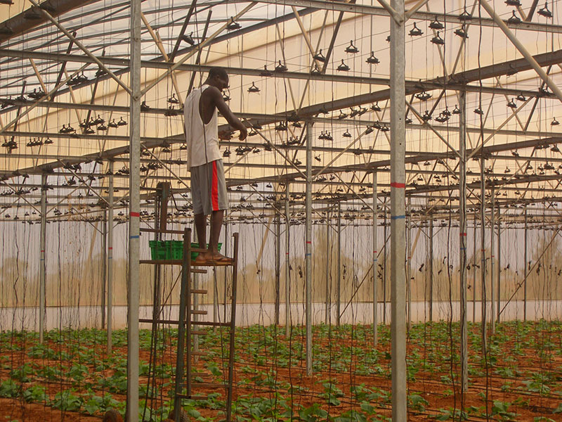 Green 2000 Ltd. is one of Israel's leading companies for agricultural turn-key projects, agro-supplies, vegetables seeds and know-how. Green 2000 Ltd.has over 20 years experience in agro projects world-wide as well as in their Israeli home base. Green 2000 ltd. offers professional turn-key agro management services, to fully designed, constructed & equipped working agricultural models.
