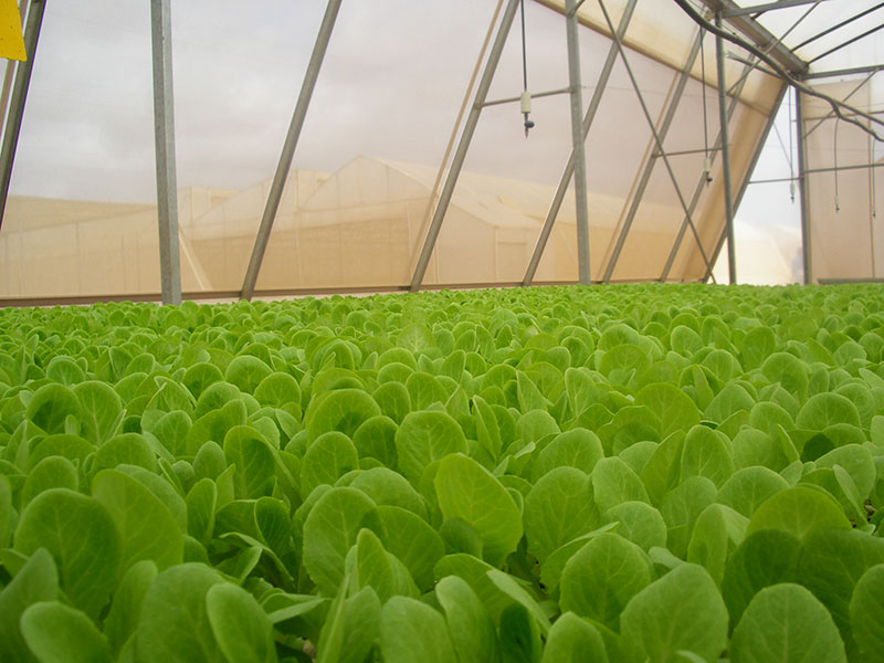 Green 2000 Ltd. is one of Israel's leading companies for agricultural turn-key projects, agro-supplies, vegetables seeds and know-how. Green 2000 Ltd.has over 20 years experience in agro projects world-wide as well as in their Israeli home base. Green 2000 ltd. offers professional turn-key agro management services, to fully designed, constructed & equipped working agricultural models.