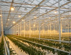 Green 2000 Ltd. is one of Israel's leading companies for agricultural turn-key projects, agro-supplies, vegetables seeds and know-how. Green 2000 Ltd.has over 20 years experience in agro projects world-wide as well as in their Israeli home base. Green 2000 ltd. offers professional turn-key agro management services, to fully designed, constructed & equipped working agricultural models.