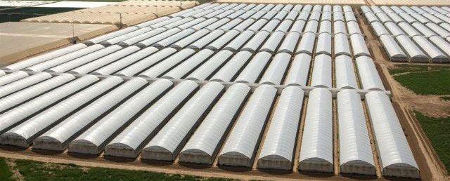 Green 2000 Ltd. is one of Israel's leading companies for agricultural turn-key projects, agro-supplies, vegetables seeds and know-how. Green 2000 Ltd.has over 20 years experience in agro projects world-wide as well as in their Israeli home base. Green 2000 ltd. offers professional turn-key agro management services, to fully designed, constructed & equipped working agricultural models.